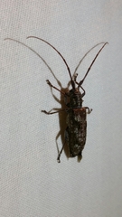 Monochamus