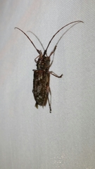 Monochamus
