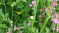 Bombus distinguendus