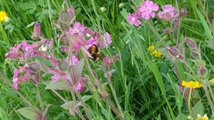 Bombus distinguendus