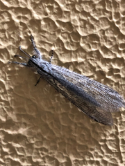 Acanthaclisini