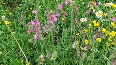 Bombus distinguendus