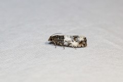 Notocelia rosaecolana