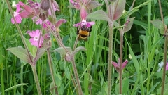 Bombus distinguendus