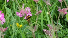 Bombus distinguendus