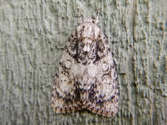 Acronicta retardata
