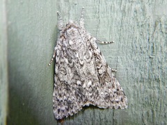 Acronicta impleta