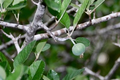 Malus ioensis texana