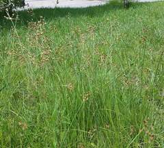 Fimbristylis puberula