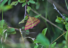 Rhodostrophia calabra