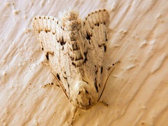 Acronicta innotata