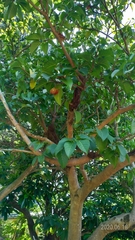 Sterculia ceramica