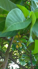 Sterculia ceramica