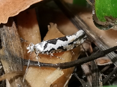 Ypsolopha sequella