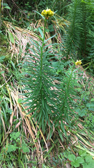 Lilium pyrenaicum