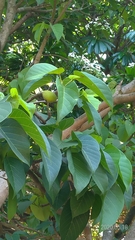 Sterculia ceramica