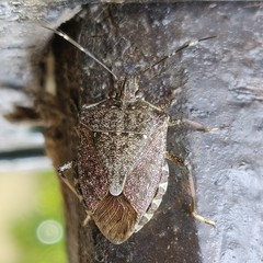 Halyomorpha halys