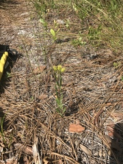Asclepias pedicellata