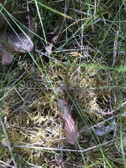 Scheuchzeria palustris