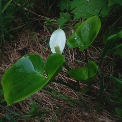 Calla palustris