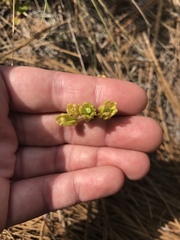 Asclepias pedicellata