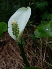 Calla palustris