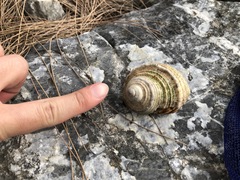 Coenobita cavipes