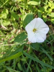 Convolvulus arvensis