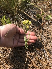 Asclepias pedicellata