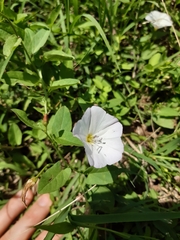 Convolvulus arvensis
