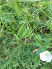 Convolvulus arvensis
