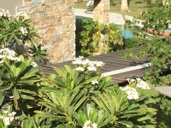 Plumeria obtusa