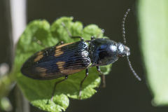 Selatosomus suckleyi