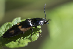 Selatosomus suckleyi