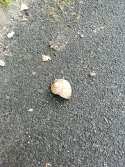 Helix pomatia