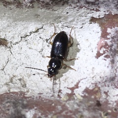 Stenolophus ochropezus