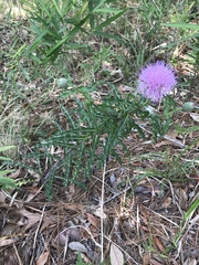Cirsium repandum