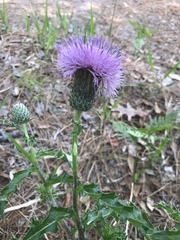 Cirsium repandum