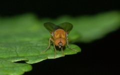Agathomyia wankowiczii