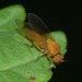 Agathomyia wankowiczii - Photo 由 Sam R 所上傳的 (c) Sam R，保留部份權利CC BY-NC