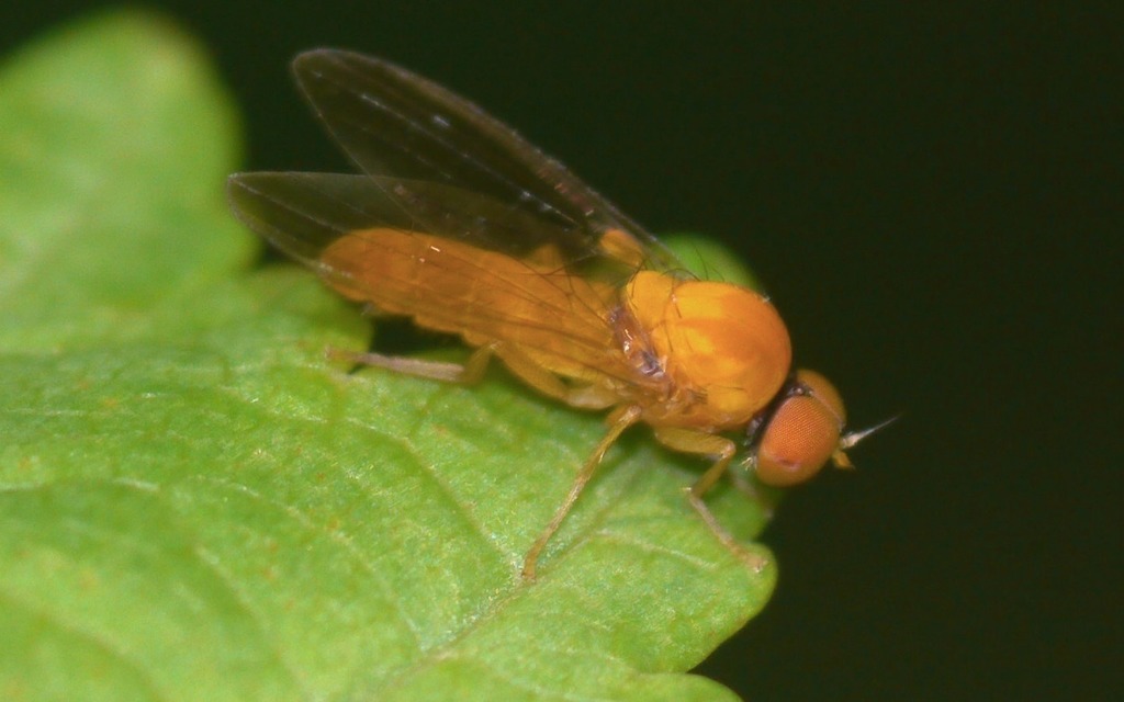Callomyiinae