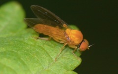 Agathomyia wankowiczii