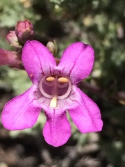 Penstemon confusus