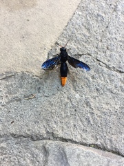 Synagris