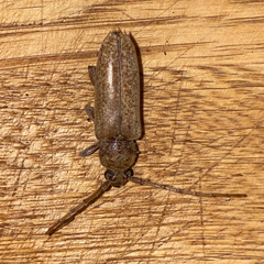 Enaphalodes rufulus