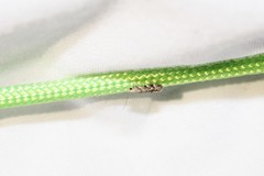 Coleotechnites coniferella