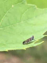 Fulgoromorpha