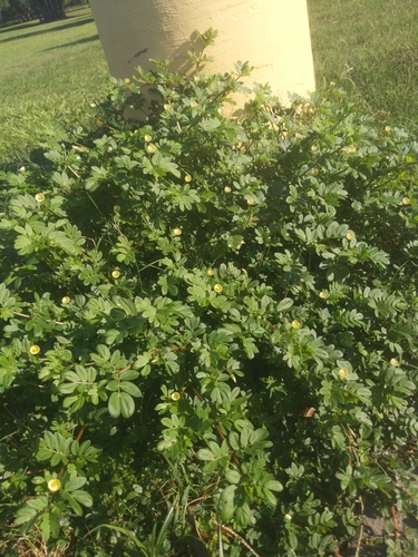 Kallstroemia image