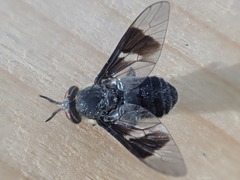 Chrysops carbonarius