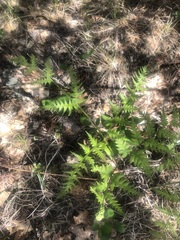 Pteridium latiusculum